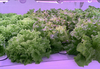 【契約社員】植物工場の技術スタッフ（正社員登用あり）